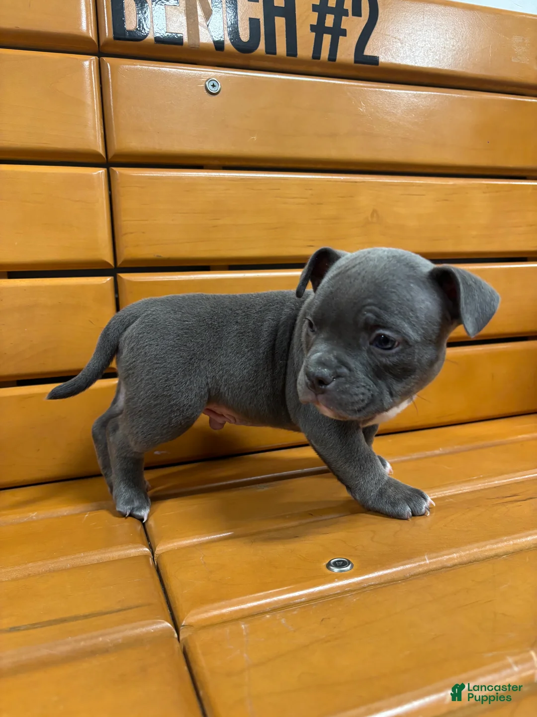 American Bully dogs for sale: Bill - Ad 2