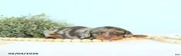 Miniature Dachshund dogs for sale: Ivy - Ad 4