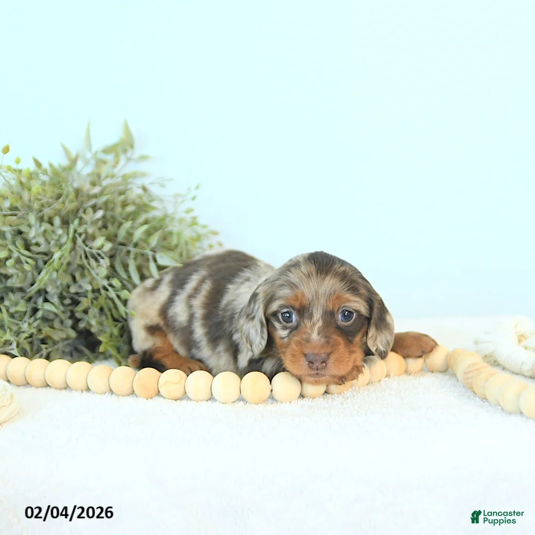 Miniature Dachshund dogs for sale: Ivy - Ad 4