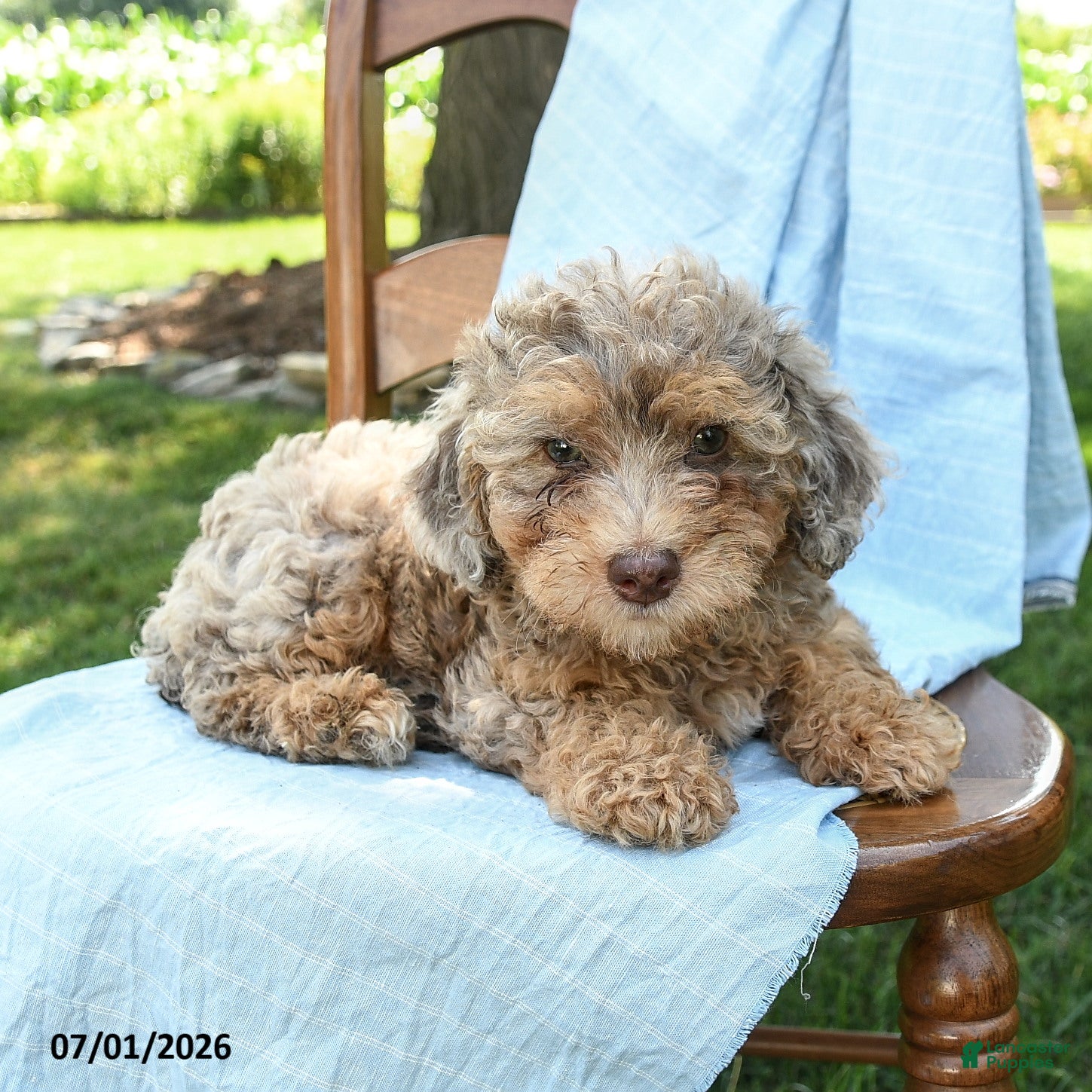 Mini Bernedoodle dogs Chana - Ad 2