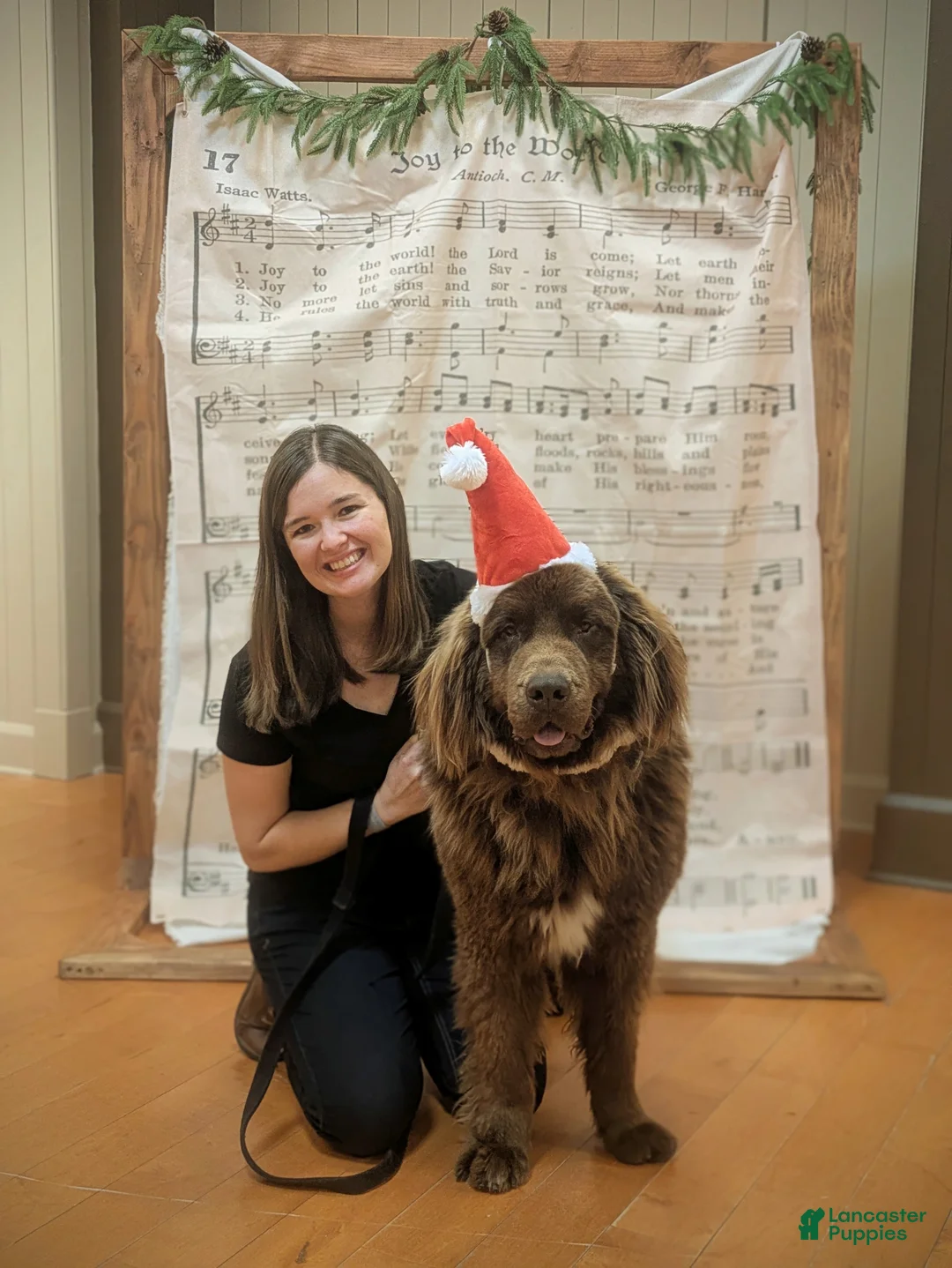 Newfoundland dogs for sale: Purple collar - Ad 6