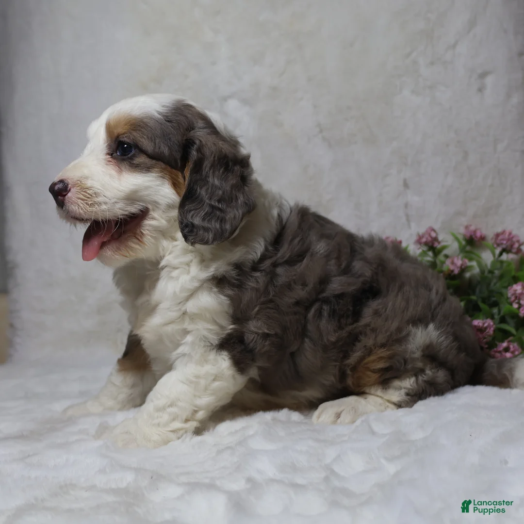 Mini Bernedoodle dogs for sale: Biscuit - Ad 2