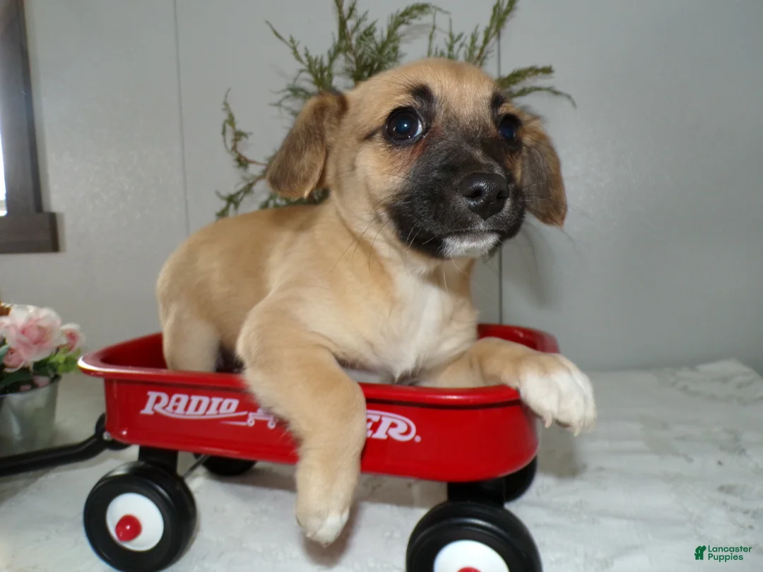 Mixed Breed dogs for sale: Mixed Breed Puppy 3 Libby - Ad 2