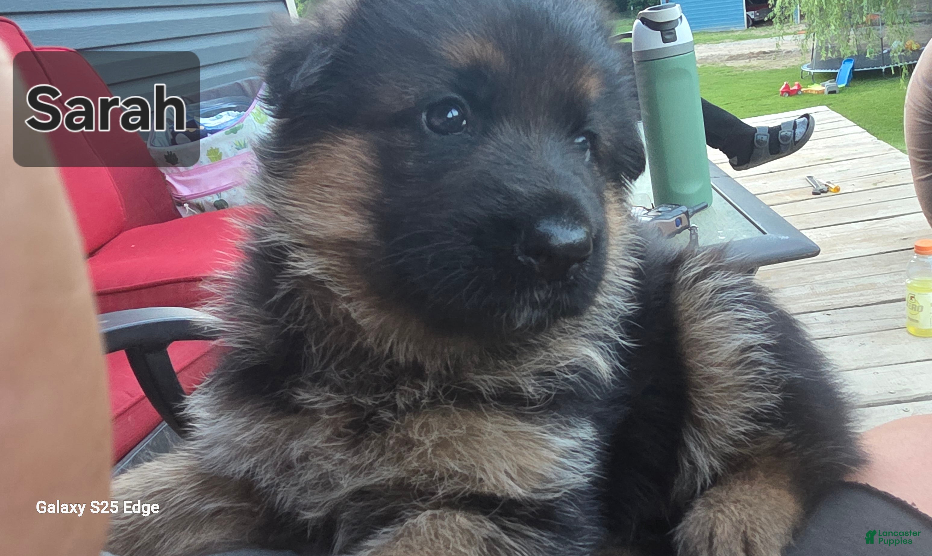 German Shepherd dogs German Shepherd Puppy 3 - Ad 1