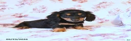 Miniature Dachshund dogs for sale: Sean - Ad 1