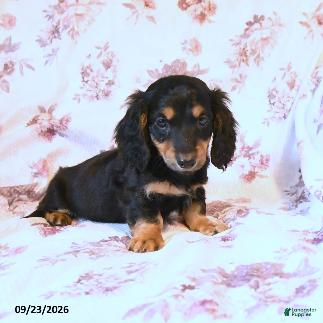 Miniature Dachshund dogs for sale: Sean - Ad 1