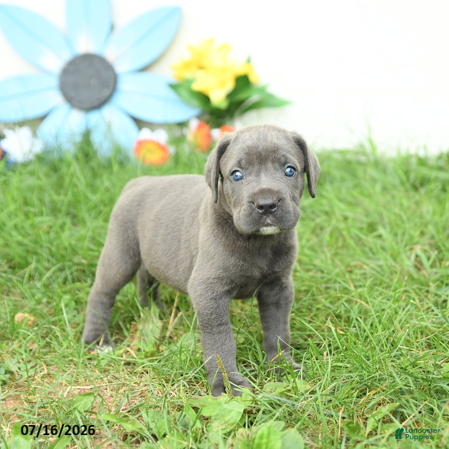 Cane Corso dogs Rodeo - Ad 1