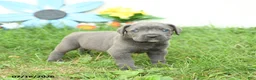 Cane Corso dogs for sale: Rodeo - Ad 1