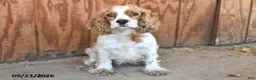 English Cocker Spaniel dogs for sale: Kimbo - Ad 4