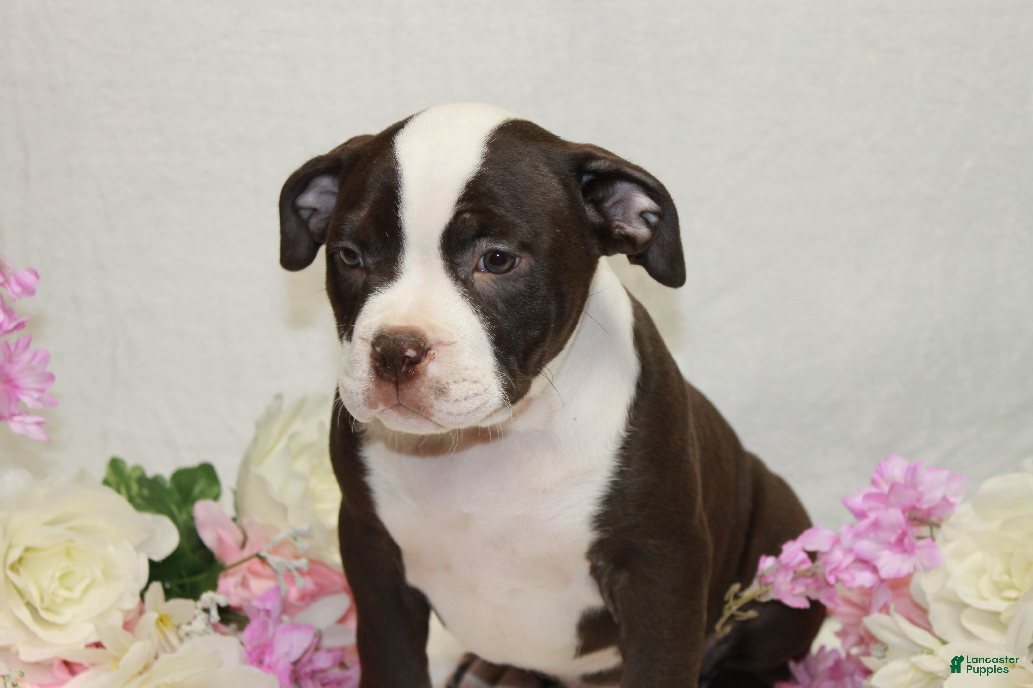 American Bully dogs American Bully female - Ad 1