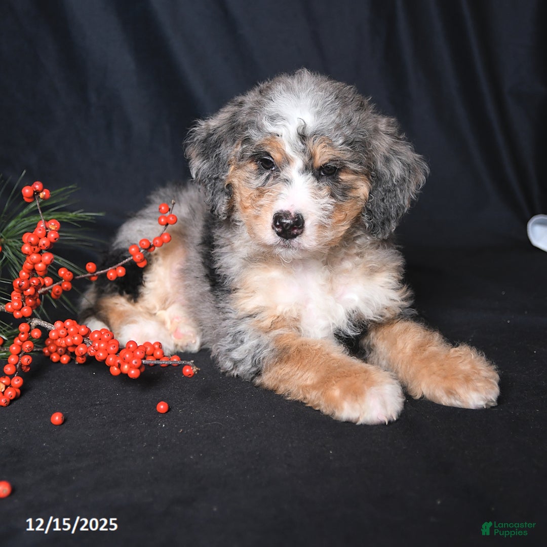 Bernedoodle dogs for sale: Conner - Ad 3