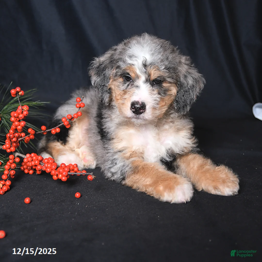 Bernedoodle dogs for sale: Conner - Ad 3