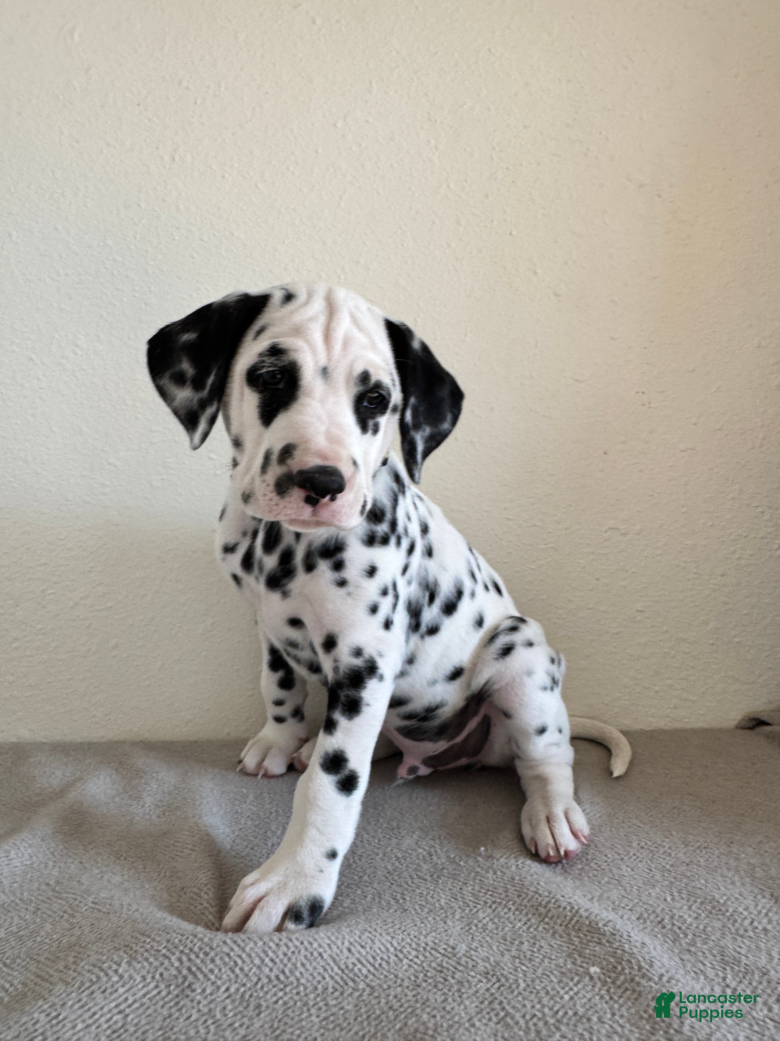 Dalmatian dogs Dalmatian Puppy 2 - Ad 1