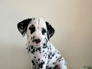 Dalmatian dogs Dalmatian Puppy 2 - Ad 1