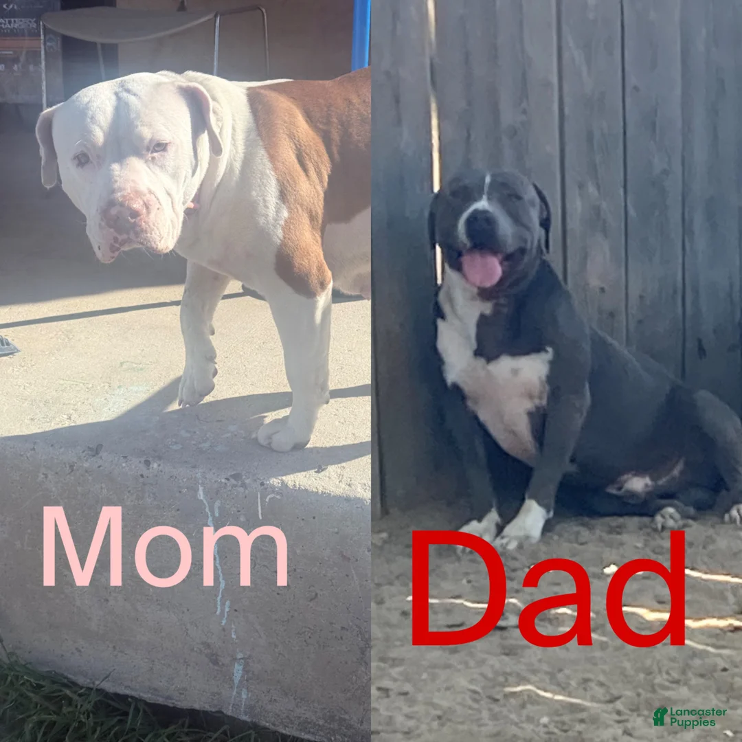 American Pit Bull Terrier dogs for sale: American Pit Bull Terrier Puppy  - Ad 2