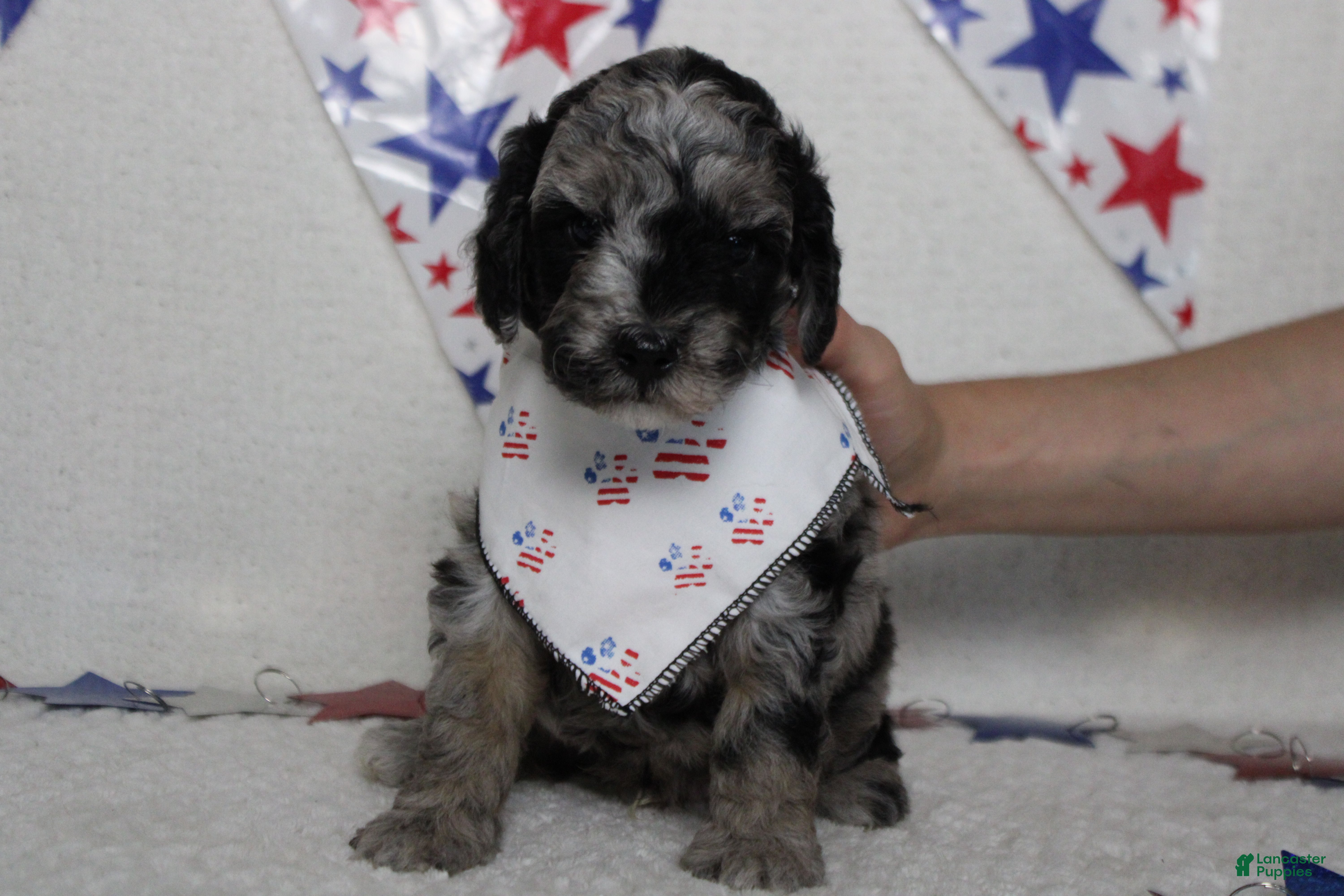 Aussiedoodle dogs Spot  - Ad 3