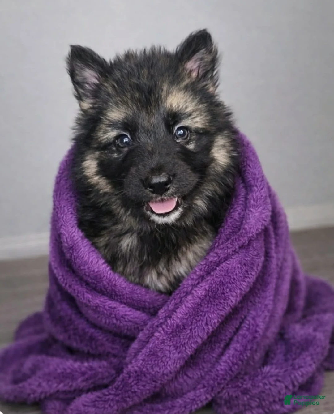 German Shepherd dogs for sale: German Shepherd purple collar - Ad 1
