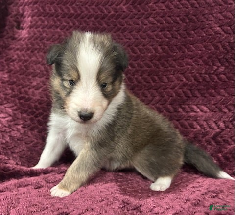 Shetland Sheepdog dogs Finn - Ad 1