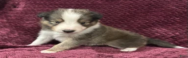 Finn