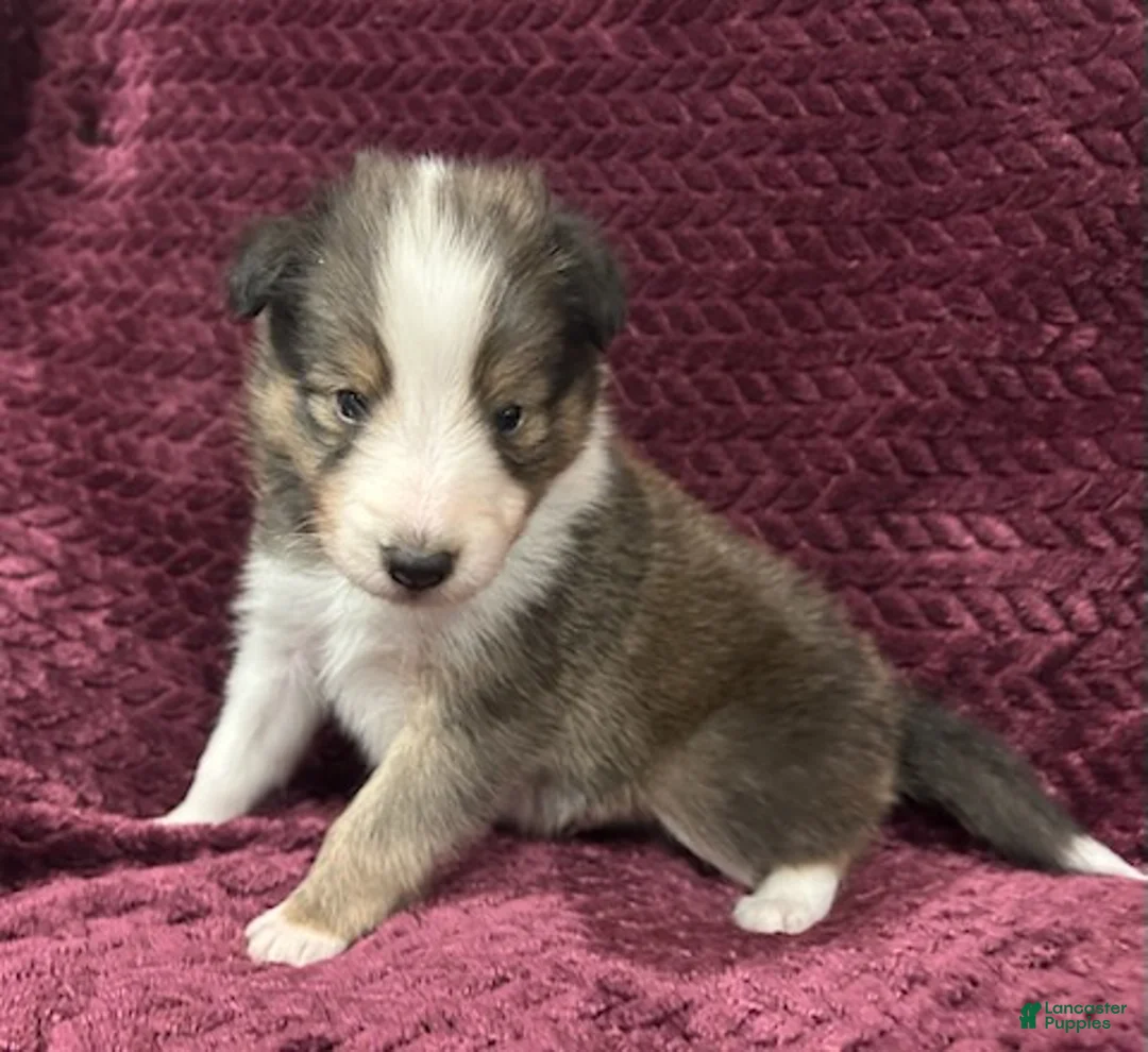 Shetland Sheepdog dogs for sale: Finn - Ad 1