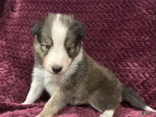Shetland Sheepdog dogs for sale: Finn - Ad 3