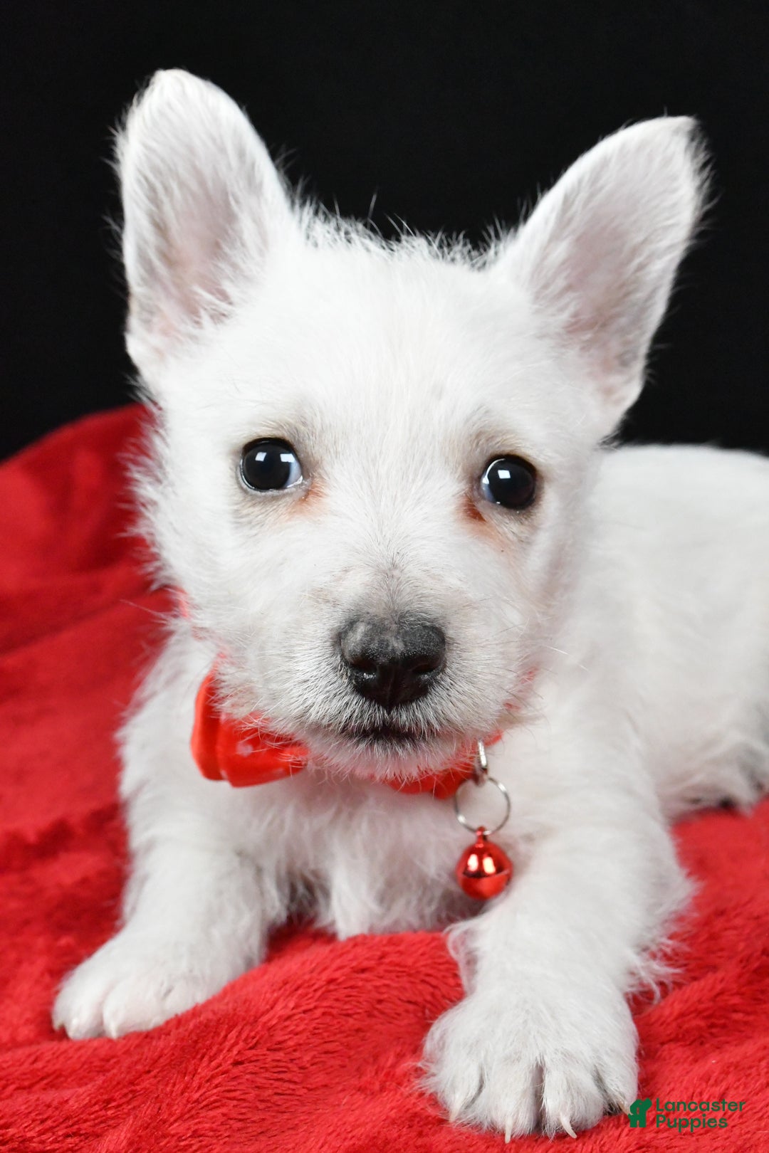 West Highland Terrier dogs for sale: Earl - Ad 3