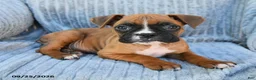 Boxer dogs for sale: Brock - Ad 2