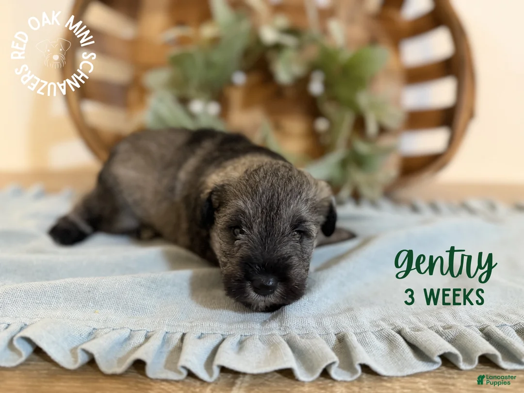 Miniature Schnauzer dogs for sale: Gentry  - Ad 2