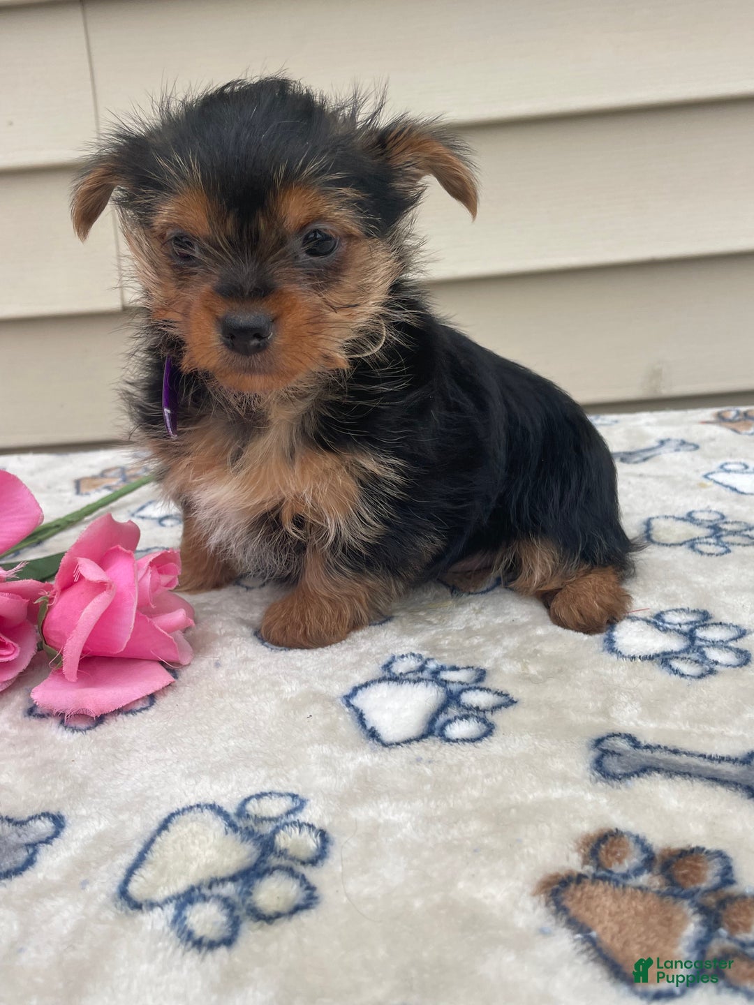 Yorkshire Terrier dogs for sale: Scarlet - Ad 1