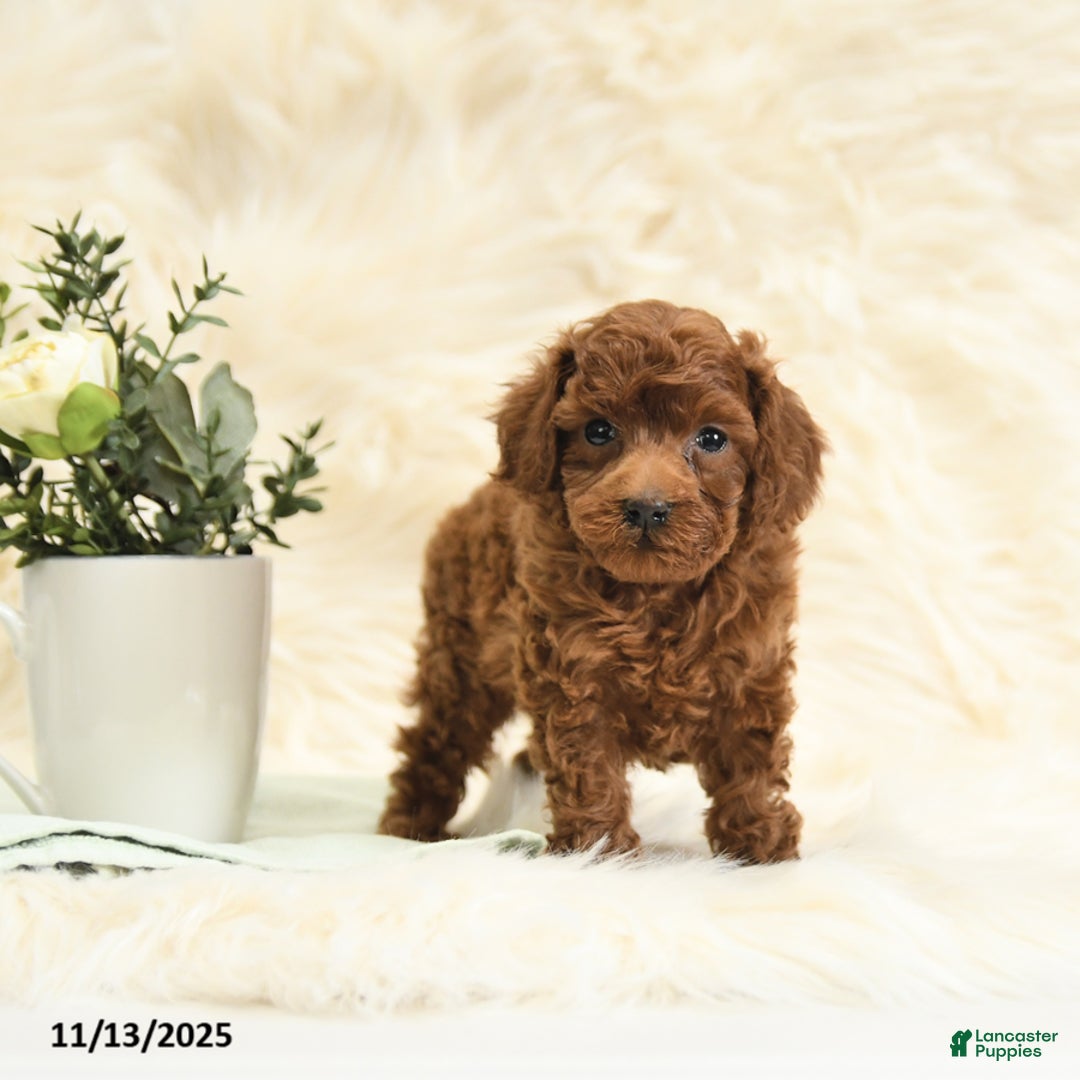Toy Poodle dogs for sale: Lucky - Ad 7