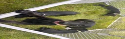 Mixed Breed dogs for sale: Raye - Ad 3