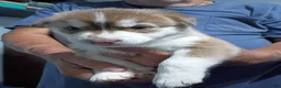 Siberian Husky dogs for sale: Orange Collar 5th Born - Temp Name is Tangerine - Ad 3