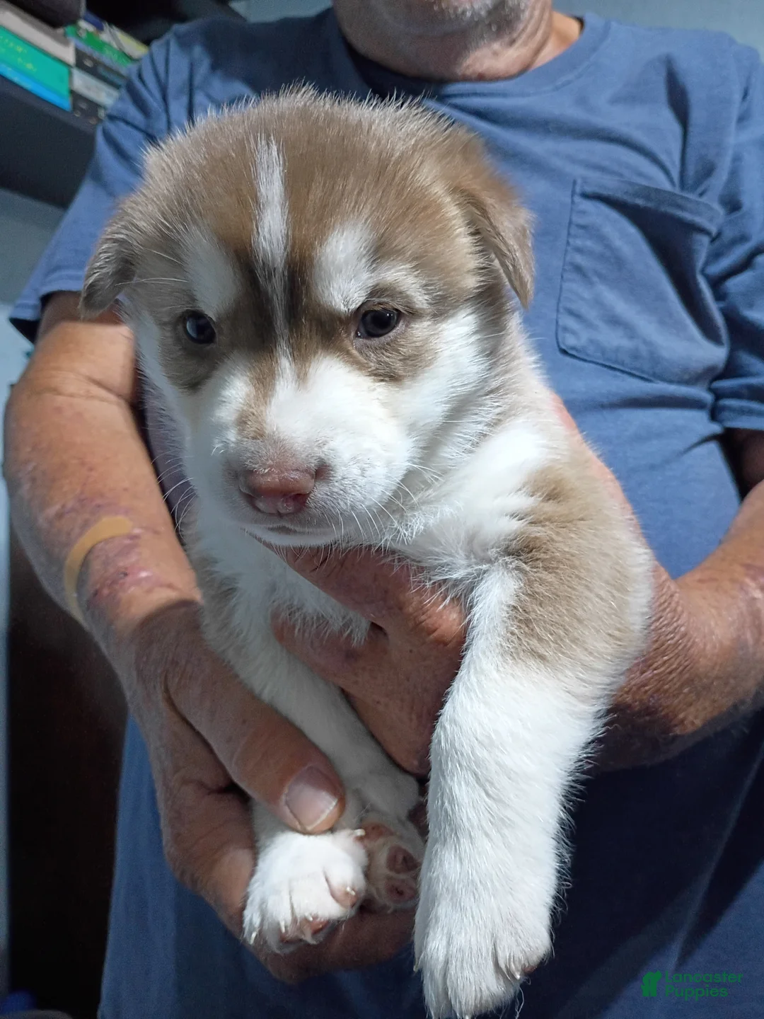 Siberian Husky Puppies for sale in Spring Hill, Florida