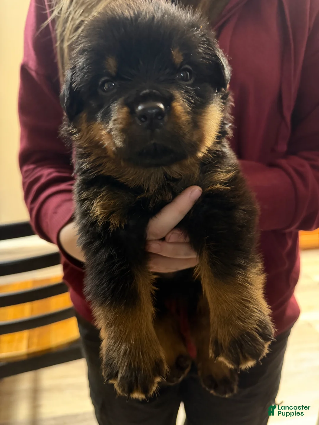 Rottweiler dogs for sale: Rottweiler Puppy 9 - Ad 2