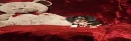 Miniature Dachshund dogs for sale: *RENO* - Ad 8