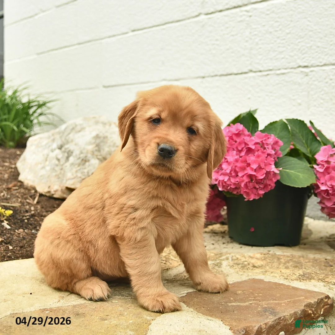 Golden Retriever dogs for sale: Cassie   - Ad 1