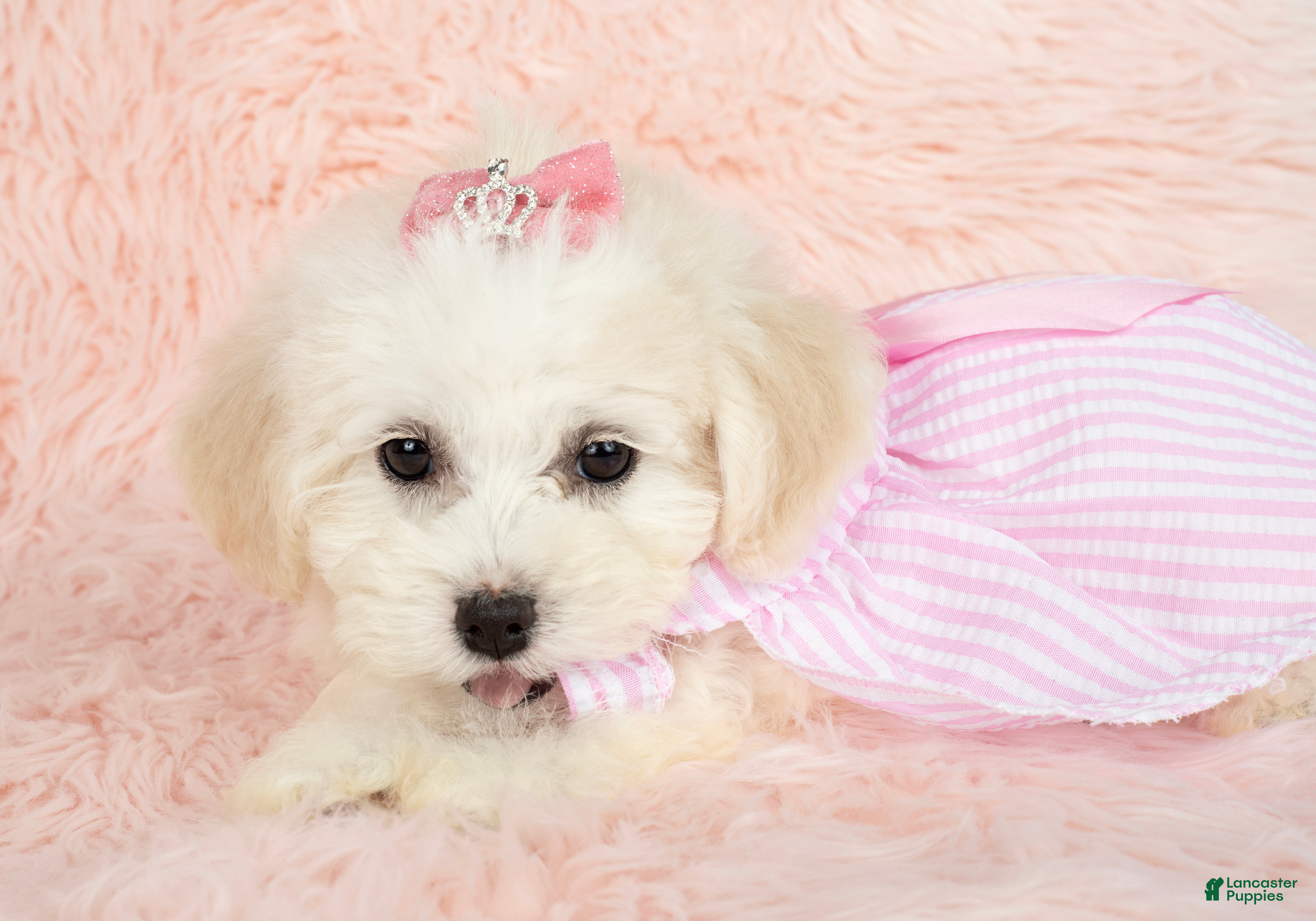 Maltipoo dogs Pearl - Ad 2