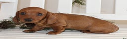 Miniature Dachshund dogs for sale: Parker - Ad 3