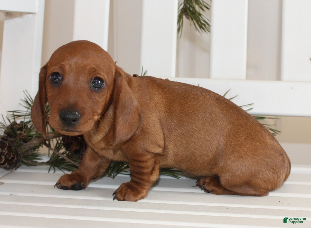 Miniature Dachshund dogs for sale: Parker - Ad 3