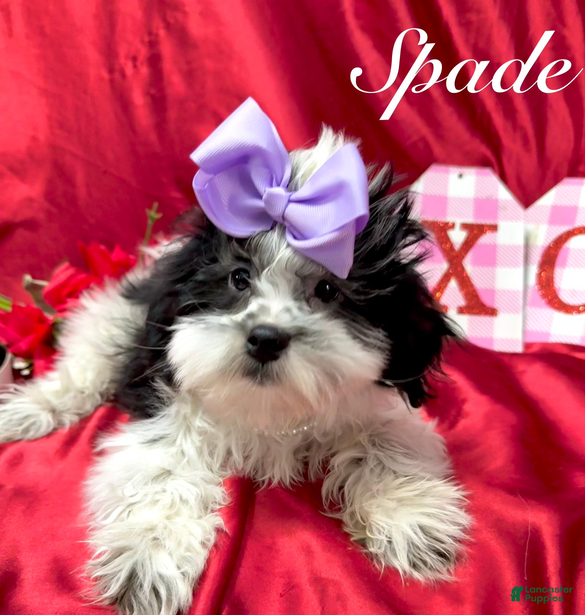 Shih Tzu dogs Spade - Ad 2