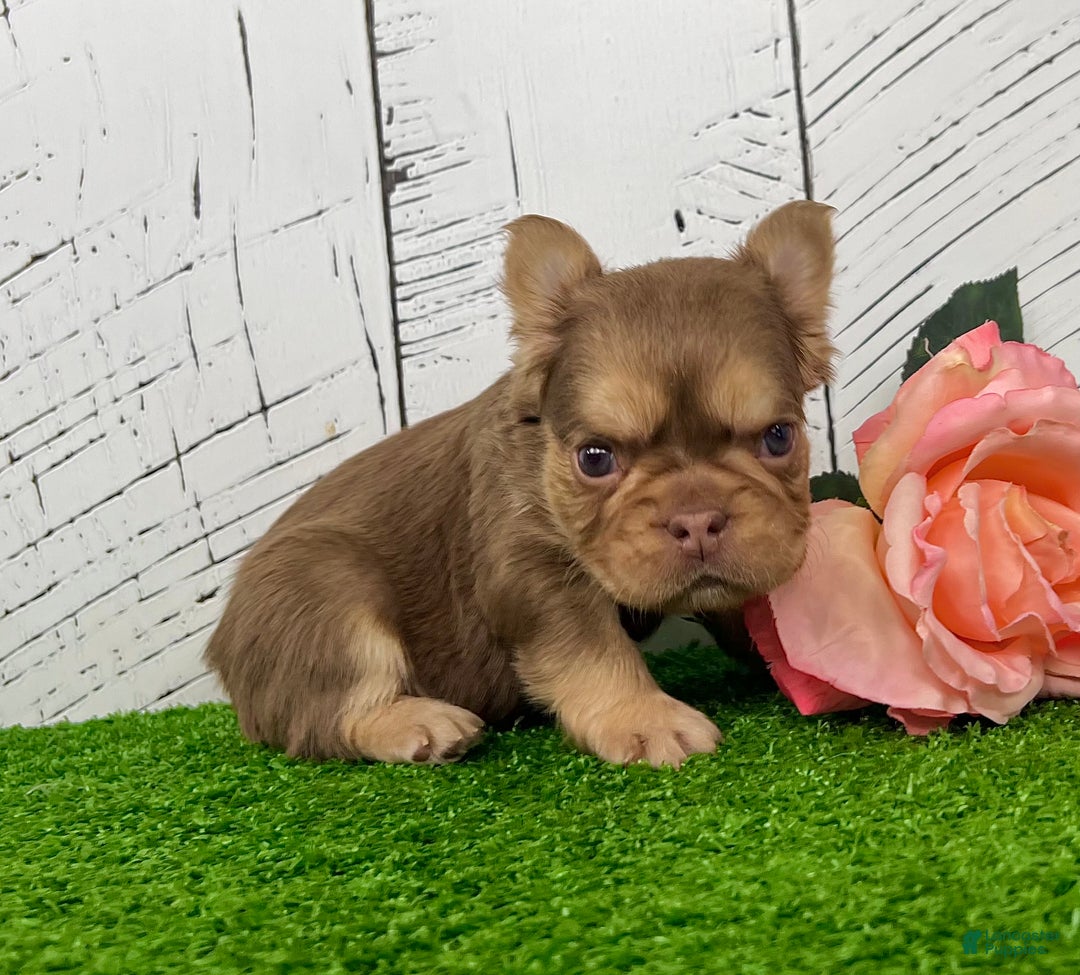 French Bulldog dogs for sale: Kandy - Ad 1