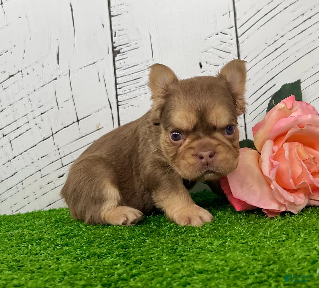 French Bulldog dogs for sale: Kandy - Ad 1