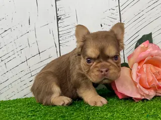 French Bulldog dogs Kandy - Ad 34
