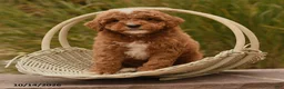 Toy Poodle dogs for sale: Scout - Ad 2
