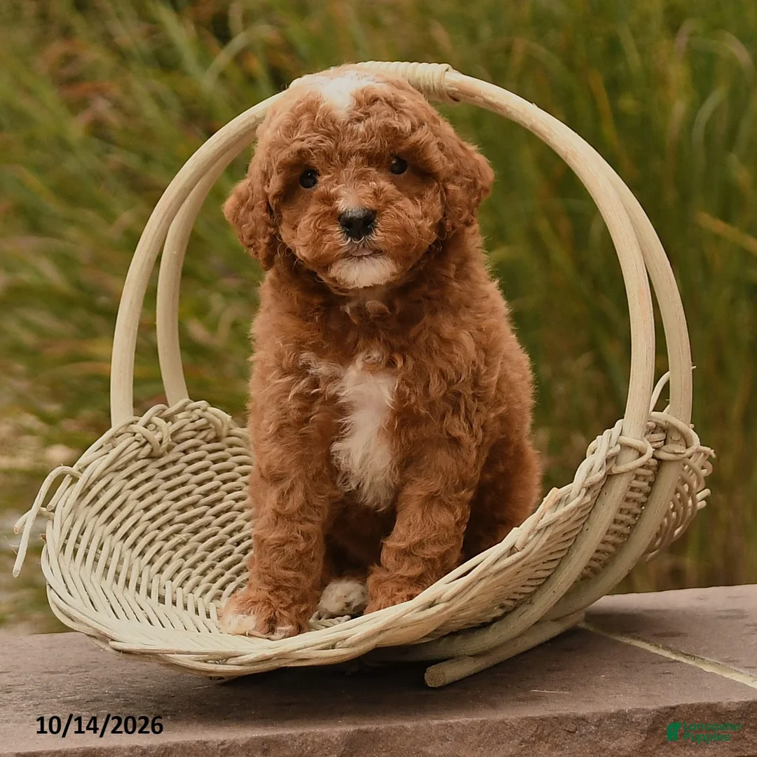 Toy Poodle dogs for sale: Scout - Ad 2