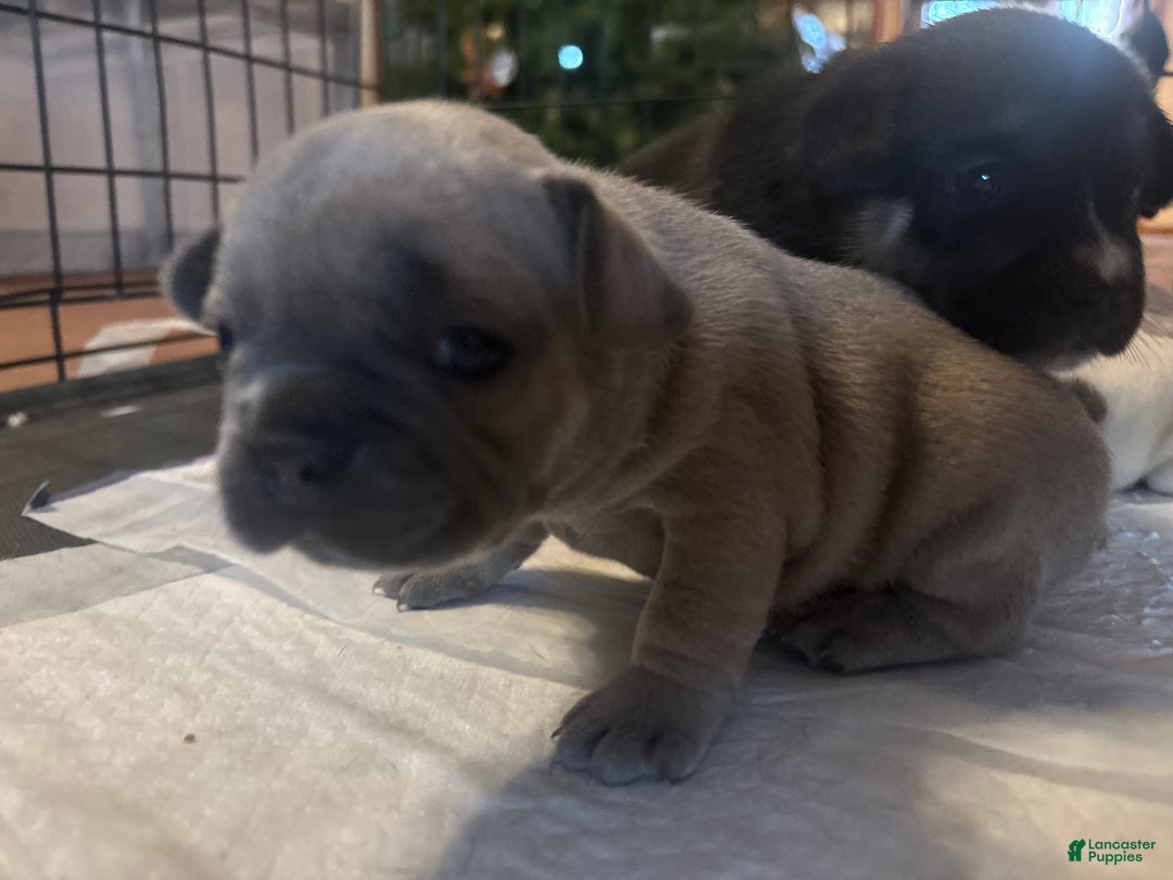 French Bulldog dogs for sale: Rosalita - Ad 3