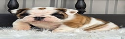 English Bulldog dogs for sale: Bella - Ad 4