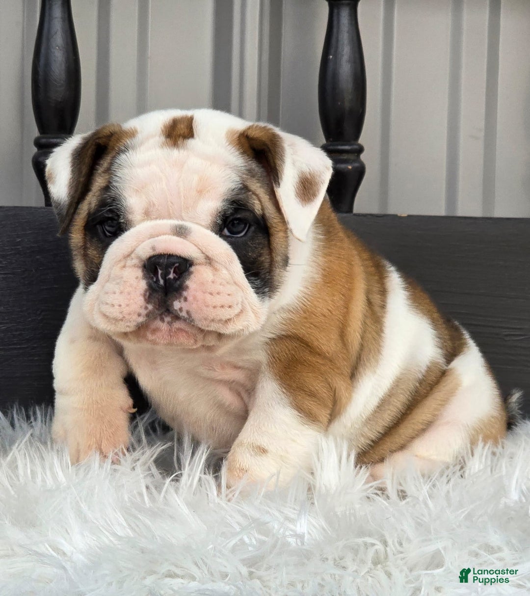 English Bulldog dogs for sale: Bella - Ad 4