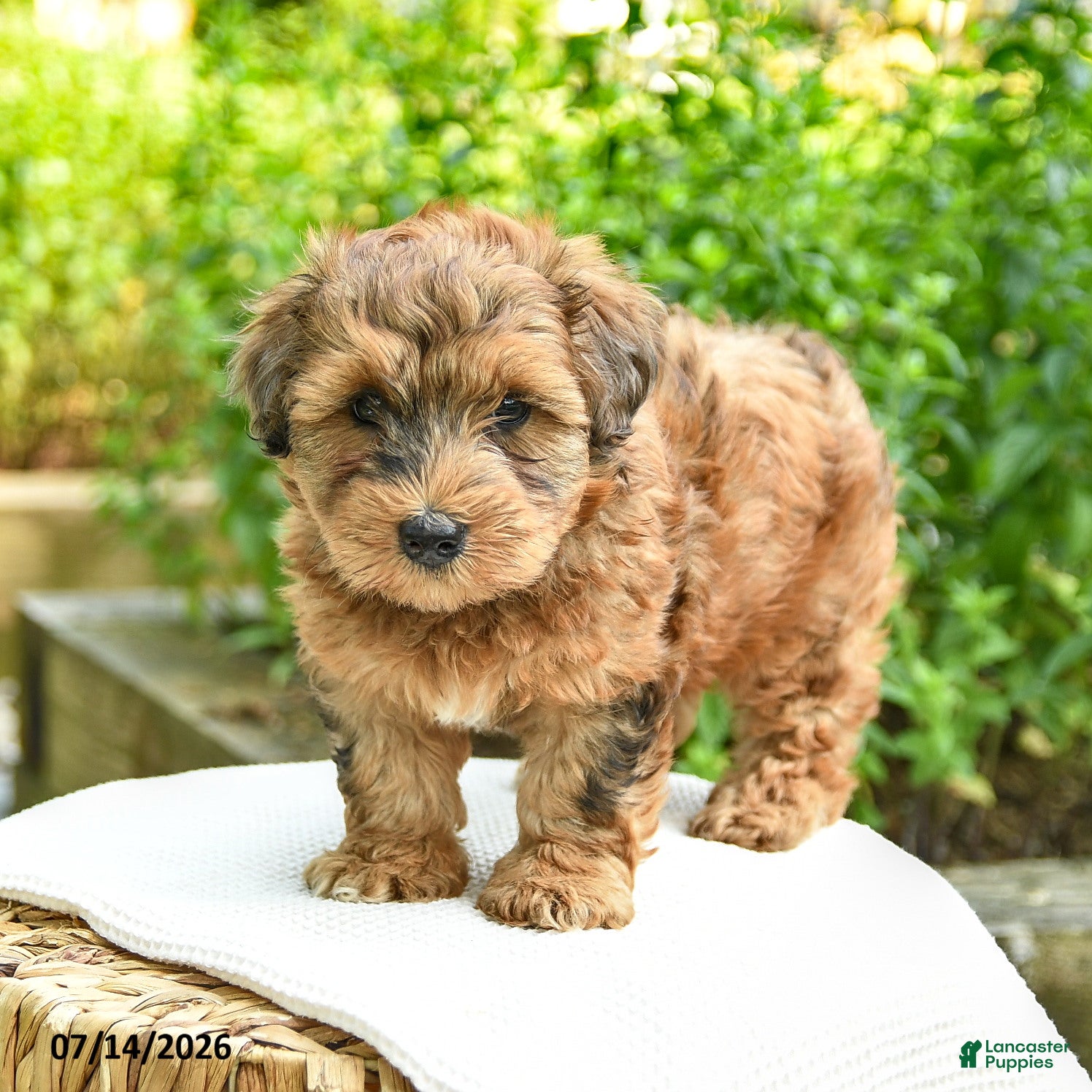 Shihpoo dogs Norman - Ad 1
