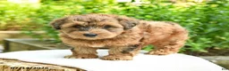 Shihpoo dogs for sale: Norman - Ad 3